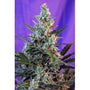Sweet Skunk Auto (Sweet Seeds)