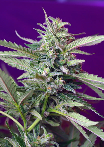 S.A.D. Auto (Sweet Seeds) Cannabis Samen von Sweet Seeds
