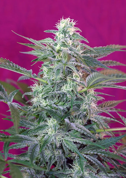 Big Foot (Sweet Seeds) feminisiert Cannabis Samen von Sweet Seeds