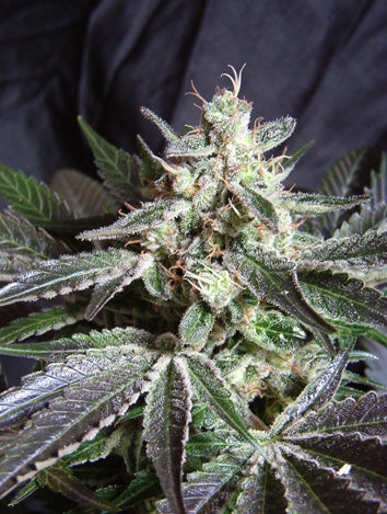 Black Jack (Sweet Seeds) feminisiert Cannabis Samen von Sweet Seeds