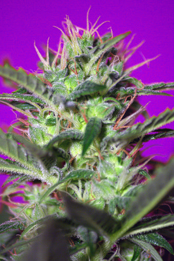 Botafumeiros (Sweet Seeds) feminisiert Cannabis Samen von Sweet Seeds
