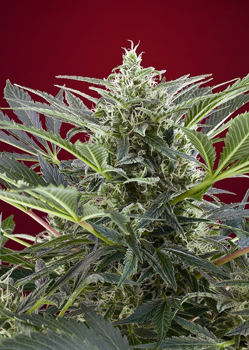 Cream 47 (Sweet Seeds) feminisiert Cannabis Samen von Sweet Seeds
