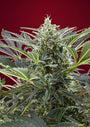 Cream 47 (Sweet Seeds) feminisiert