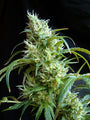 Flash Back #2 (Sweet Seeds) feminisiert