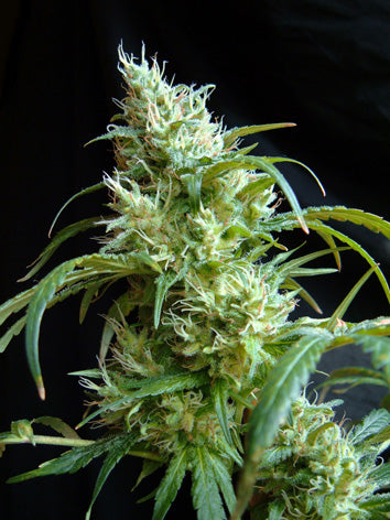 Flash Back #2 (Sweet Seeds) feminisiert Cannabis Samen von Sweet Seeds