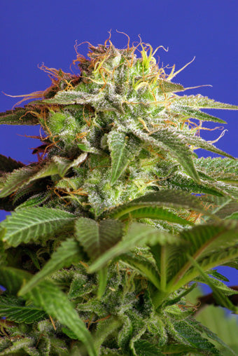 Green Poison (Sweet Seeds) feminisiert Cannabis Samen von Sweet Seeds