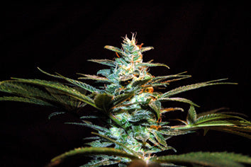 NYC Diesel (Sweet Seeds) feminisiert Cannabis Samen von Sweet Seeds