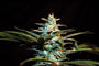 NYC Diesel (Sweet Seeds) feminisiert