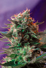 Jack 47 (Sweet Seeds) feminisiert