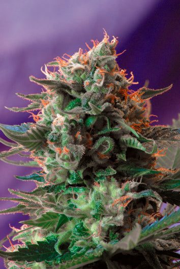 Jack 47 (Sweet Seeds) feminisiert Cannabis Samen von Sweet Seeds