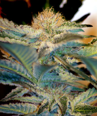 Mohan Ram (Sweet Seeds) feminisiert Cannabis Samen von Sweet Seeds