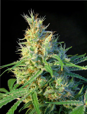 Psicodelicia (Sweet Seeds) feminisiert Cannabis Samen von Sweet Seeds