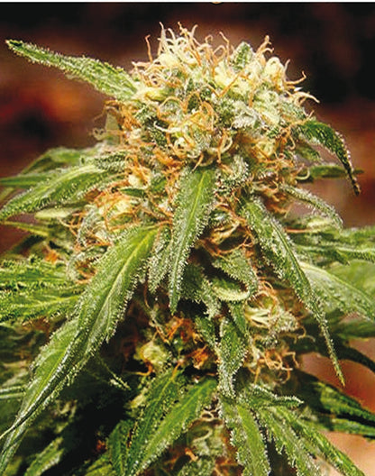 Sweet Tai (Sweet Seeds) feminisiert Cannabis Samen von Sweet Seeds
