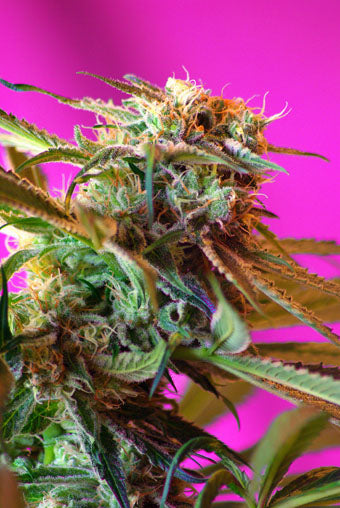 Wild Rose (Sweet Seeds) feminisiert Cannabis Samen von Sweet Seeds