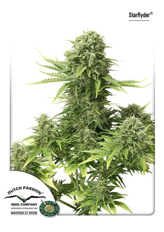 StarRyder Auto (Dutch Passion) Cannabis Samen von Dutch Passion