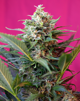 Big Devil XL Auto (Sweet Seeds) Cannabis Samen von Sweet Seeds