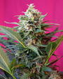 Big Devil XL Auto (Sweet Seeds)