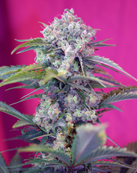 Cream Mandarine Auto (Sweet Seeds) Cannabis Samen von Sweet Seeds