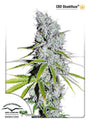 Skunk Haze CBD (Dutch Passion) feminisiert