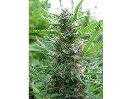 Panama (Ace Seeds) feminisiert Cannabis Samen von Ace Seeds