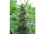Panama (Ace Seeds) feminisiert