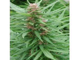 Bangi Haze (Ace Seeds) Regulär Cannabis Samen von Ace Seeds
