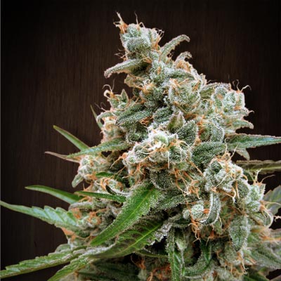 Nepal Jam (Ace Seeds) Regulär Cannabis Samen von Ace Seeds
