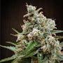 Nepal Jam (Ace Seeds) Regulär