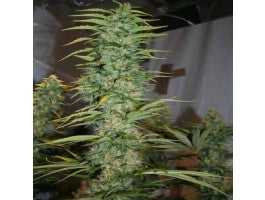 Orient Express (Ace Seeds) Regulär Cannabis Samen von Ace Seeds