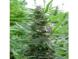 Panama (Ace Seeds) Regulär Cannabis Samen von Ace Seeds
