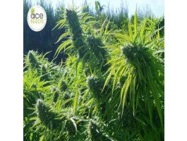 Tikal (Ace Seeds) Regulär Cannabis Samen von Ace Seeds