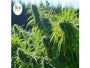 Tikal (Ace Seeds) Regulär