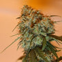 Golden Tiger (Ace Seeds) Regulär