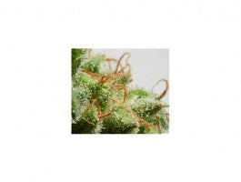 Malawi (Ace Seeds) Regulär Cannabis Samen von Ace Seeds