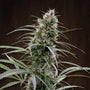 Congo (Ace Seeds) feminisiert