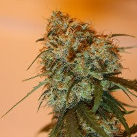 Golden Tiger (Ace Seeds) feminisiert Cannabis Samen von Ace Seeds