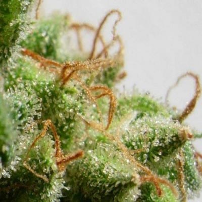 Malawi (Ace Seeds) feminisiert Cannabis Samen von Ace Seeds