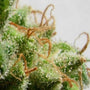 Malawi (Ace Seeds) feminisiert