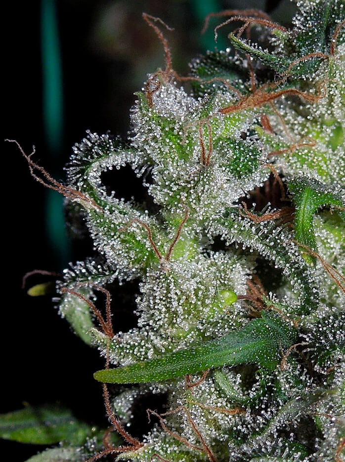 Zamaldelica (Ace Seeds) feminisiert Cannabis Samen von Ace Seeds