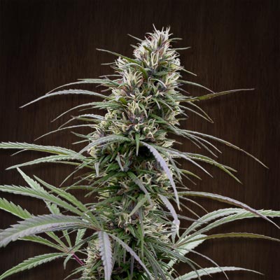 Congo (Ace Seeds) Regulär Cannabis Samen von Ace Seeds