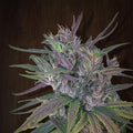 Oldtimer's Haze (Ace Seeds) Regulär Cannabis Samen von Ace Seeds