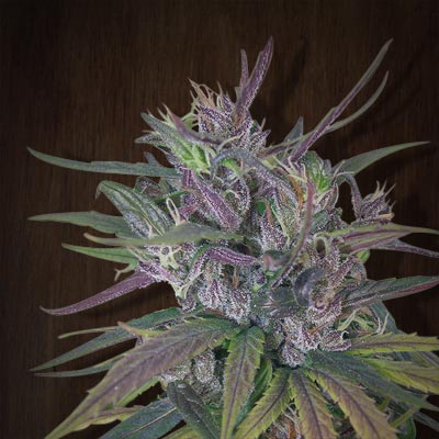 Oldtimer's Haze (Ace Seeds) Regulär Cannabis Samen von Ace Seeds