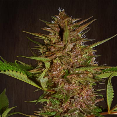 Pakistan Chitral Kush (Ace Seeds) Regulär Cannabis Samen von Ace Seeds