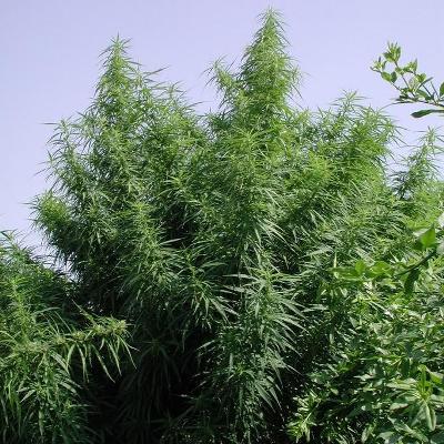 Tropical Mix (Ace Seeds) Regulär Cannabis Samen von Ace Seeds