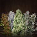 ACE Mix (Ace Seeds) Regulär Cannabis Samen von Ace Seeds