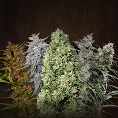 ACE Mix (Ace Seeds) Regulär Cannabis Samen von Ace Seeds