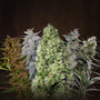 ACE Mix (Ace Seeds) Regulär
