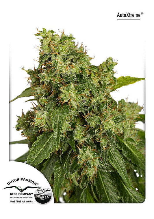 Xtreme Auto (Dutch Passion) Cannabis Samen von Dutch Passion