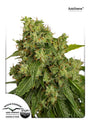 Xtreme Auto (Dutch Passion)