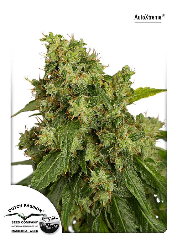 Xtreme Auto (Dutch Passion) Cannabis Samen von Dutch Passion